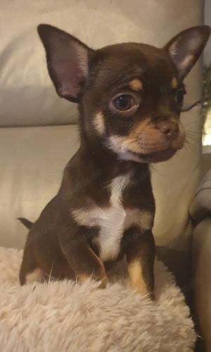 Kurzhaar Chihuahua Babys Husky-merle und schoko  Bild 2