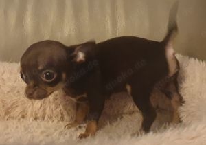 Kurzhaar Chihuahua Babys Husky-merle und schoko  Bild 8