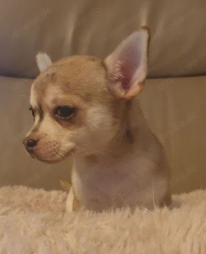 Kurzhaar Chihuahua Babys Husky-merle und schoko  Bild 5