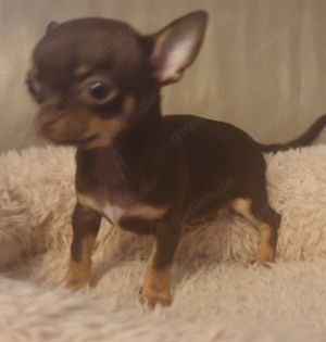 Kurzhaar Chihuahua Babys Husky-merle und schoko  Bild 7