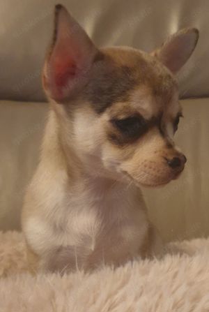 Kurzhaar Chihuahua Babys Husky-merle und schoko  Bild 4