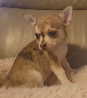 Kurzhaar Chihuahua Babys Husky-merle und schoko  Bild 6