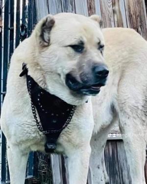 Kangal Rüde in sehr gute Hände abzugeben (kostenlos)