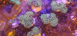 Euphyllia Golden Nugget Meerwasser Korallenableger Bild 2