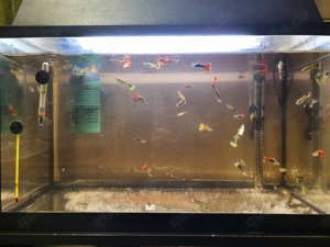 Guppy Aquarium Fische 