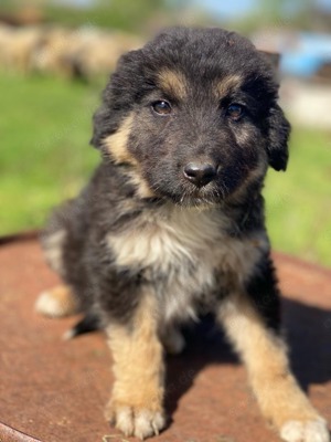 Sirius Black, geb. ca. 12 2023, lebt in GRIECHENLAND, im städt. Tierheim Serres  Bild 3