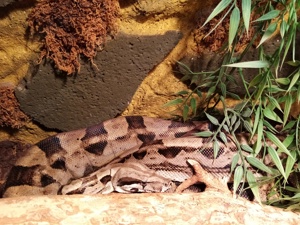 Boa Constrictor  Imperator 