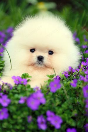 Perfekter Pomeranian Rüde und Mädels BOO Zwergspitz absolut seltenweisse Farbe Bild 1