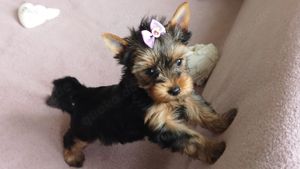 Yorkshire Terrier: Schwarz-gold Welpen mit Ahnentafel Bild 3