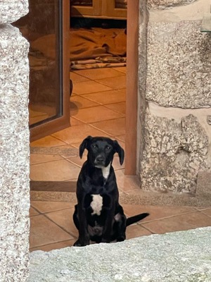 SCOTTIE sucht seine Herzensmenschen Bild 8