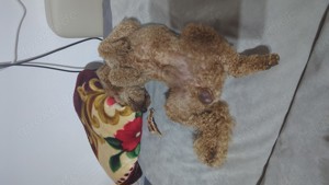 Deckrüde Pudel  Bild 4