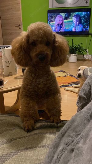 Deckrüde Mittel Klein Pudel  Bild 2