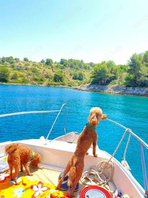 Deckrüde Pudel  Bild 3