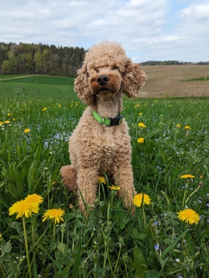 Deckrüde Mittel Klein Pudel 