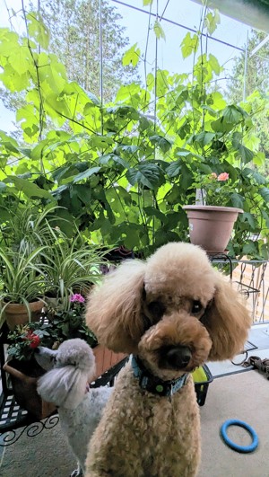 Deckrüde Mittel Klein Pudel  Bild 8