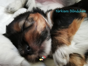 Zuckersüße Biewer und Black and Tan Yorkshire Terrier Welpen     Bild 2