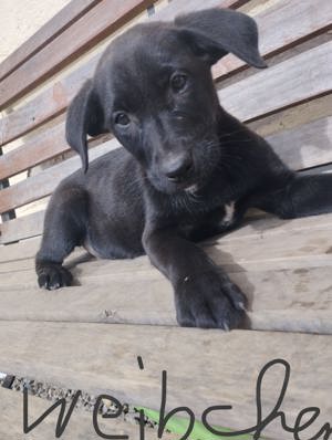 Wunderschönes Labrador XHerder Mädchen Bild 1