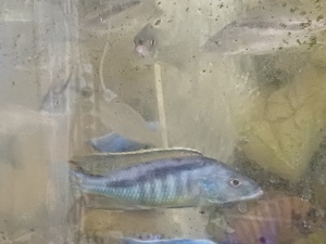 Gruppe Mylochromis gracilis Gruppe 2,4