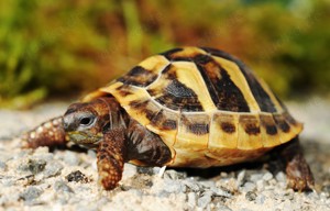 Giechische Landschildkröten, Testudo hermanni boettgeri Nz. 2023