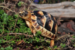 Breitrandschildkröten, Testudo marginata, Nz. 2023