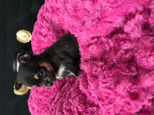 Pomchi Pomeranian Zwergspitz + Chihuahua Bild 6