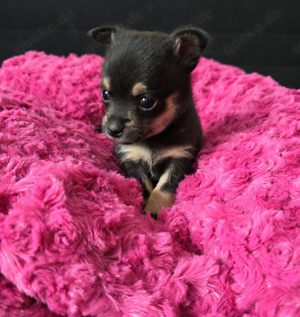 Pomchi Pomeranian Zwergspitz + Chihuahua Bild 1