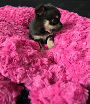 Pomchi Pomeranian Zwergspitz + Chihuahua Bild 5