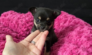 Pomchi Pomeranian Zwergspitz + Chihuahua Bild 4