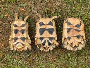Zuchtpaar Breitrandschildkröten, Testudo marginata, griechische Landschildkröten Bild 9