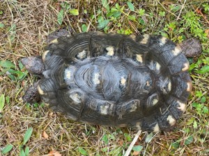 Zuchtpaar Breitrandschildkröten, Testudo marginata, griechische Landschildkröten Bild 6