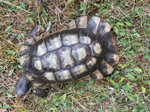 Zuchtpaar Breitrandschildkröten, Testudo marginata, griechische Landschildkröten Bild 4