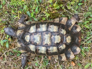 Zuchtpaar Breitrandschildkröten, Testudo marginata, griechische Landschildkröten Bild 5