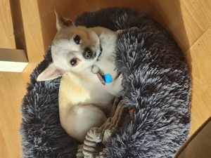Chihuahua Deckrüde  Bild 3