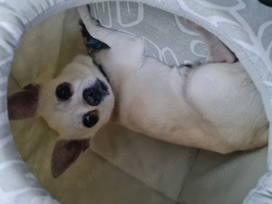 Chihuahua Deckrüde  Bild 2