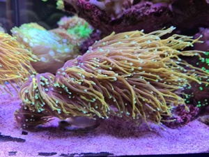 Koralle euphyllia Gold 