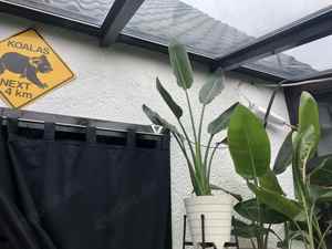 Strelizia nicolai Pflanzen zu verkaufen (nur Abholung) Bild 1
