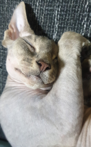 Sphynx Katze 3 Jahre alt kastriert Devon Rex Mix