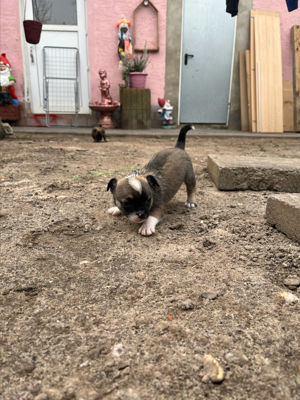 Französische bulldogge x Chihuahua (Merle) Welpen  Bild 3