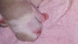 BKH Kitten in lilac und lilac white  Bild 9