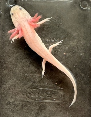 Wieder zu haben - schöner Axolotl Weißling Bild 1