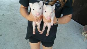 Sehr klein bleibende Miinischweinchen, Microschweinchen, Teacuppigs Bild 3