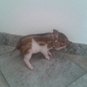 Sehr klein bleibende Miinischweinchen, Microschweinchen, Teacuppigs Bild 4