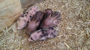 Sehr klein bleibende Miinischweinchen, Microschweinchen, Teacuppigs Bild 2