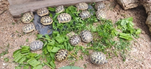 Schildkröten Babys griechische Landschildkröten mit Cites Papieren