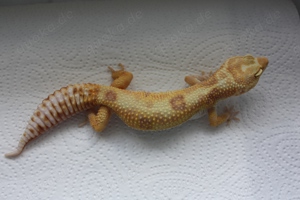 Leopardgecko Rainwater Jungle