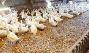 Geflügelverkauf Bild 11