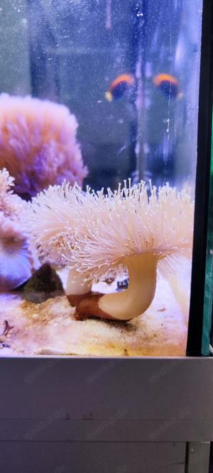 Meerwasser sehr große Pilzlederkoralle Koralle  Sarcophyton ehrenberg 12cm