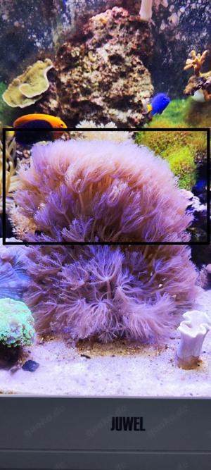 Meerwasser sehr große Fiedrige Weichkoralle  Koralle Anthelia glauca ca. 10cm