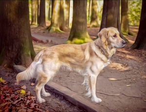 Erfahrener Golden Retriever Deckrüde (kein Verkauf)