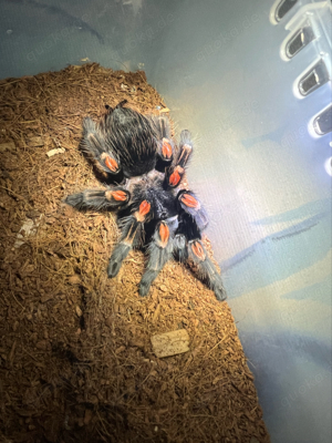 Brachypelma Auratum 1.1 adult